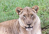 Lioness Portrait