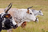 Nguni Cows in a Row