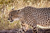 Cheetah Backlit, Head and Torso