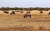 Blue Wildebeest