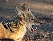 Black-backed Jackal