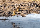 Chacma Baboon