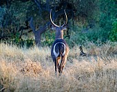 Waterbuck Male