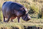 Hippo on River Bank