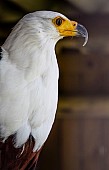 African Fish Eagle, Profile View