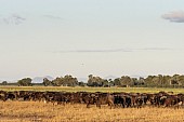 African Buffalo