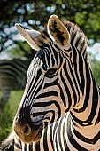 Zebra Portrait