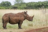 White Rhino Juvenile