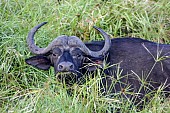 Buffalo Bull in Long Grass