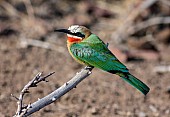 White-fronted Bee-eater