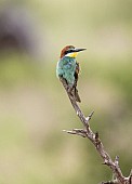 European Bee-eater