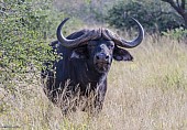 Buffalo Bull