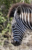 Zebra Close-up in Profile
