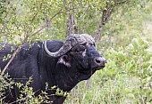 African Buffalo