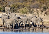Elephant Herd Drinking