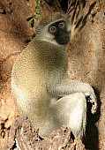 Vervet Monkey