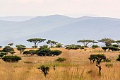 Acacia Tree