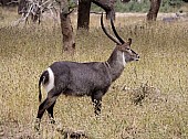 Waterbuck Male Side-on