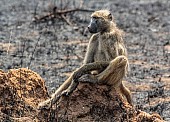 Chacma Baboon