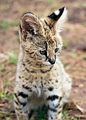 Serval Kitten Close-Up