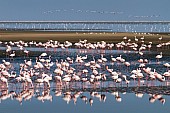 Lesser Flamingos in Lagoon