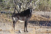 Sable Antelope Bull