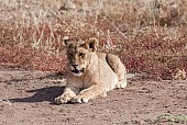 Lion Cub Lying on its Belly