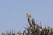 Southern Yellow-billed Hornbill, Tockus leucomelas