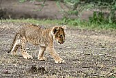 Lion Cub Striding Out