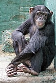 Captive Chimpanzee