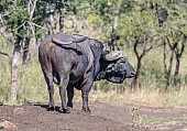 Buffalo Bull