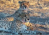 Cheetah Mother and Juvenile