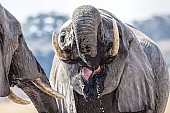 Elephant Pair QuenchingThirst