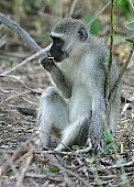 Vervet Monkey