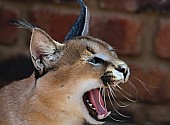 Caracal Showing Teeth and Tongue while Yawning