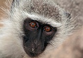 Vervet monkey wildlife reference photo