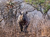 Black Rhino