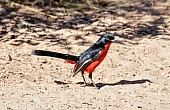 Crimson-breasted Shrike