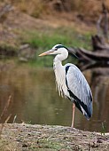 Grey Heron, Side View