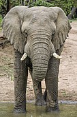 Elephant at Waterhole, Front-on