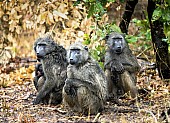 Baboon Group in Rain