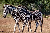 Juvenile Zebra next to Mother