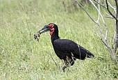 Southern Ground Hornbill