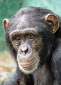 Captive Chimpanzee