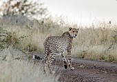 Male Cheetah at Dusk