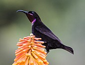 Amethyst Sunbird on Red Hot Poker