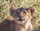 Lion Cub