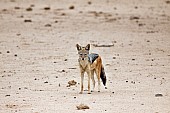 Black-backed Jackal in Open Ground