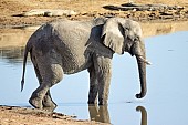 Elephant Using Trunk to Drink