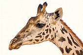 Ruaha Giraffe, Close-Up